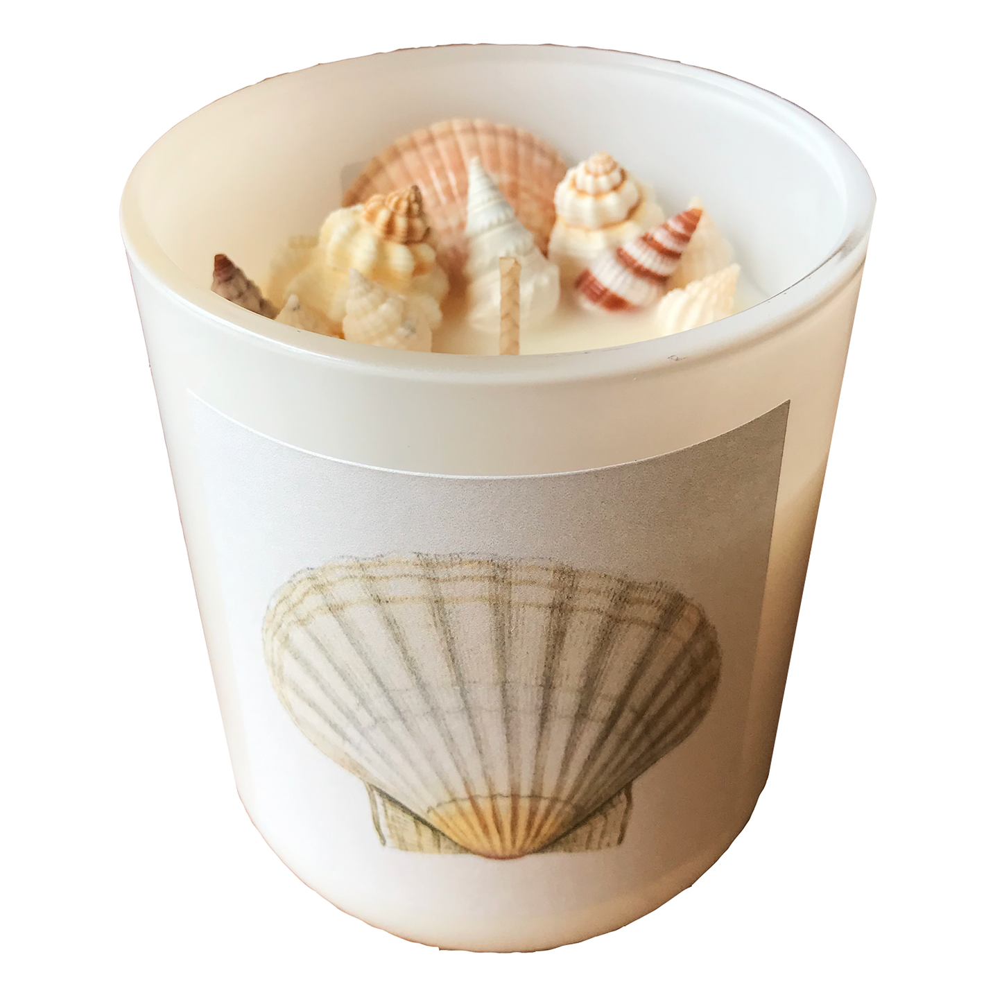Hunter Gatherer / Pure soy wax shell candle / SCALLOP SHELL DESIGN / Boxed