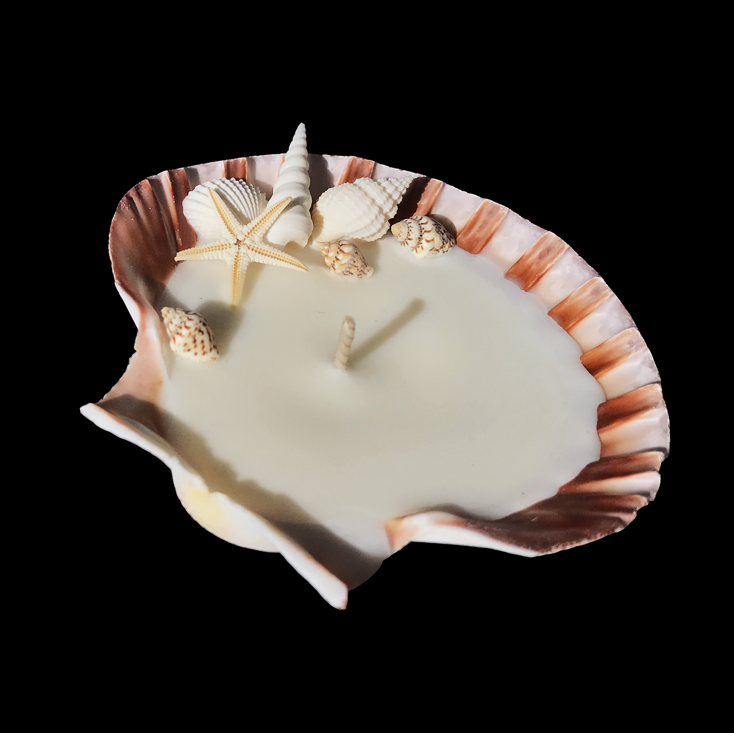 Shell Candle Scented Soy Wax | Scallop | Hunter Gatherer