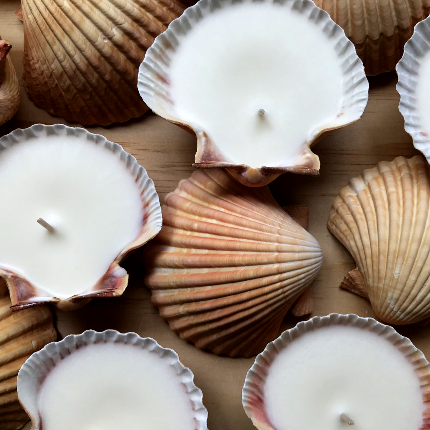 scallop shell candles by hunter gatherer for chapter five noosa
