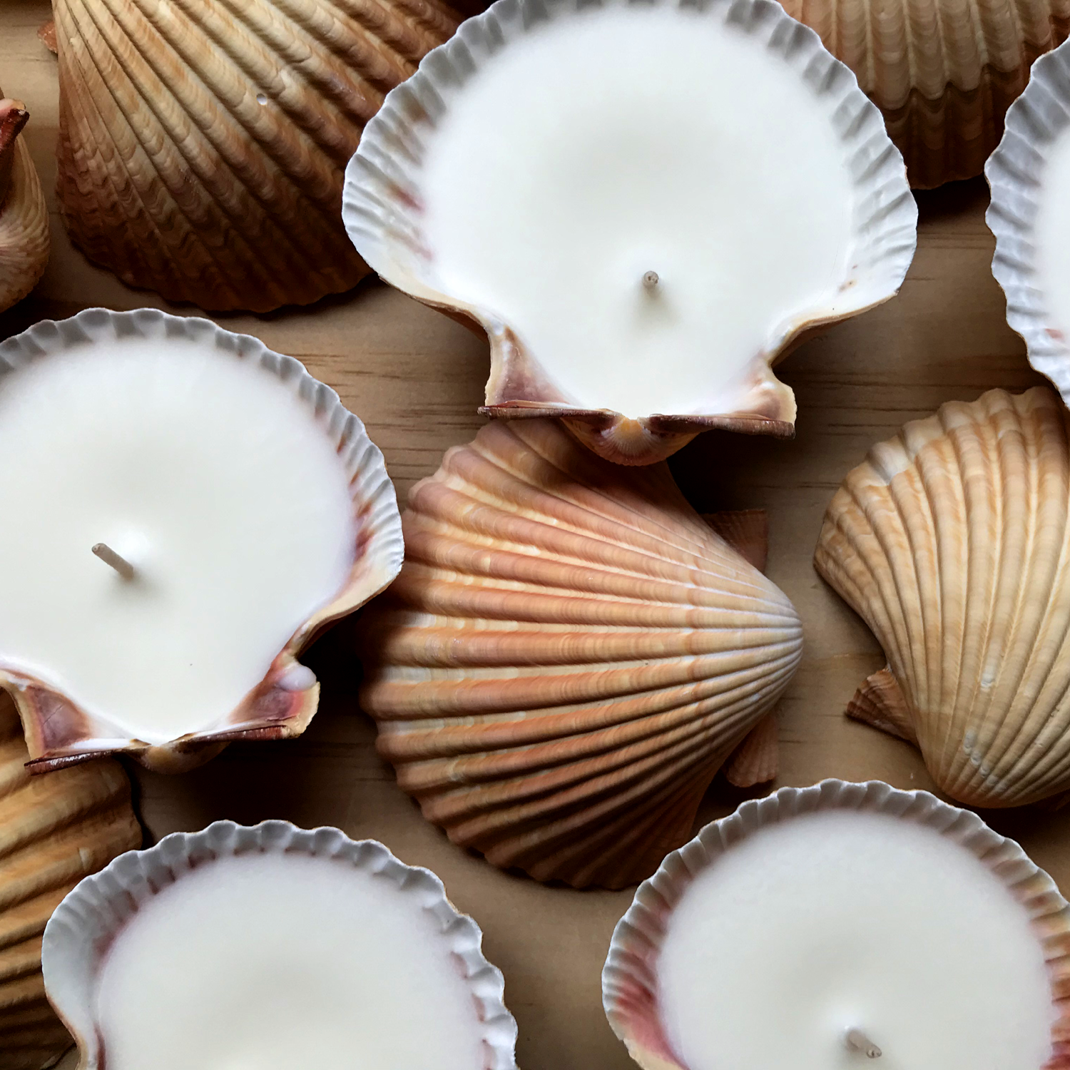 scallop shell candles by hunter gatherer for chapter five noosa